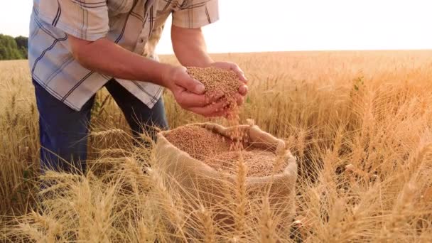 Ηλικιωμένος αγρότης χύνει σιτάρι σε τσάντα καμβά από χέρι σε χέρι στο ηλιοβασίλεμα στον τομέα του σιταριού. Έννοια συγκομιδής σιτηρών στη γεωργία — Αρχείο Βίντεο