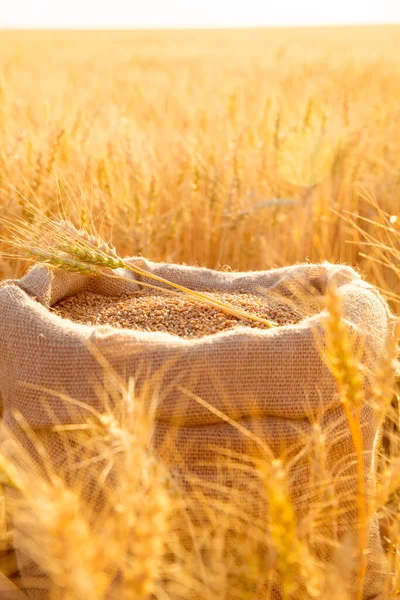 Sacchetto di tela con chicchi di grano e spighe di grano falciato in campo al tramonto. Concetto di raccolta dei cereali in agricoltura — Foto Stock