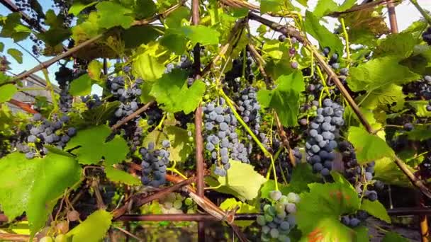 Racimos Negros Rojos Pinot Noir Uvas Que Crecen Viñedo Con — Vídeo de stock