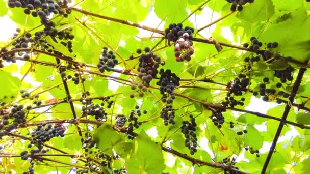 Camarões Pretos Vermelhos Pinot Noir Uvas Que Crescem Vinha Com — Vídeo de Stock