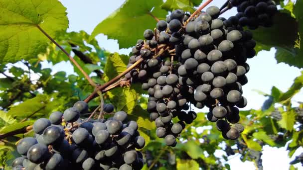 Racimos negros rojos Pinot Noir uvas que crecen en el viñedo con fondo borroso y espacio de copia. Cosecha en el concepto de viñedos. — Vídeo de stock