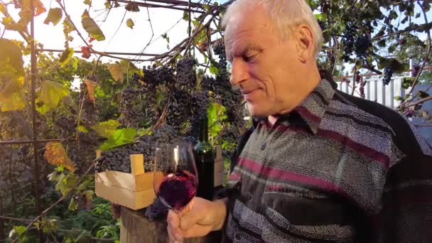 Zbiory Winogron Winnicy Uśmiechnięty Starszy Rolnik Winiarz Zamienia Przezroczystą Szklankę — Wideo stockowe