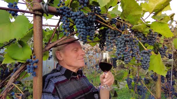 ブドウ畑でのブドウの収穫 笑顔のシニア農家のワインメーカーは 彼の手で赤ワインの透明なガラスを回します 味と飲み物を試飲 背景にピノ ノワールのブドウ — ストック動画