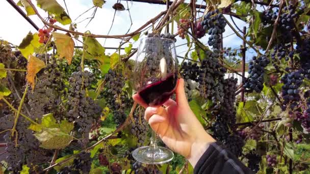 ブドウ畑でのブドウの収穫 ソムリエの手は 太陽の前で赤ワインの透明なガラスを回します 背景にピノ ノワールのブドウ — ストック動画