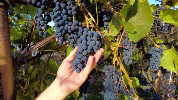 葡萄园里的葡萄收获 农民们把黑葡萄捆起来 触摸和检查它 收集和检查成捆的葡萄 — 图库视频影像