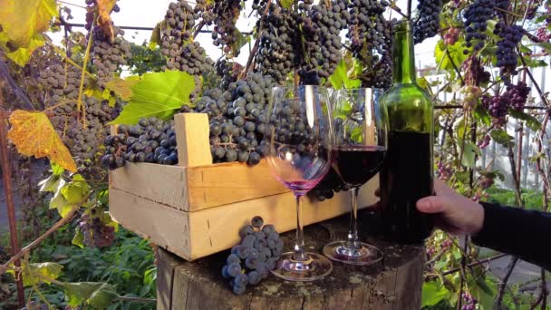 Cosecha Uva Viñedo Sommelier Manos Verter Vino Tinto Vidrio Transparente — Vídeo de stock