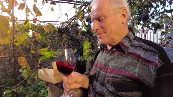 Cosecha Uva Viñedo Sonriente Enólogo Agricultor Senior Convierte Una Copa — Vídeo de stock