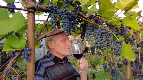 Cosecha Uva Viñedo Sonriente Enólogo Agricultor Senior Convierte Una Copa — Vídeo de stock