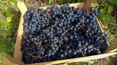 Üzüm bağında üzüm hasadı. Siyah Pinot Noir üzümleri toplanmış üzümlerle dolu bir kutuya düşer. Yüksek kalite 4k görüntü