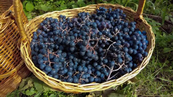 Zbiory Winogron Winnicy Grona Czarnych Winogron Pinot Noir Wpadają Wiklinowego — Wideo stockowe