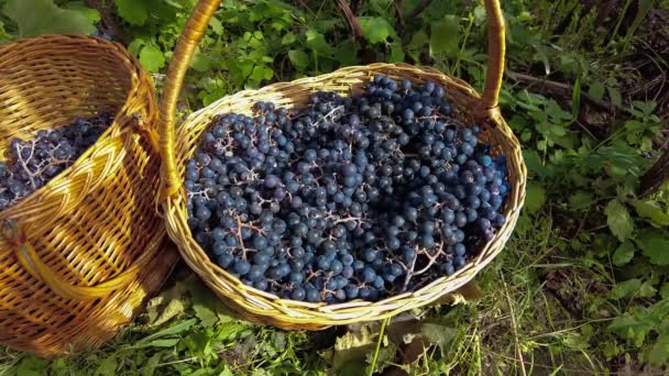 ブドウ畑でのブドウの収穫 黒ピノ ノワールのブドウの房は 収穫されたブドウでいっぱいのウィカーバスケットに落ちます 高品質4K映像 — ストック動画