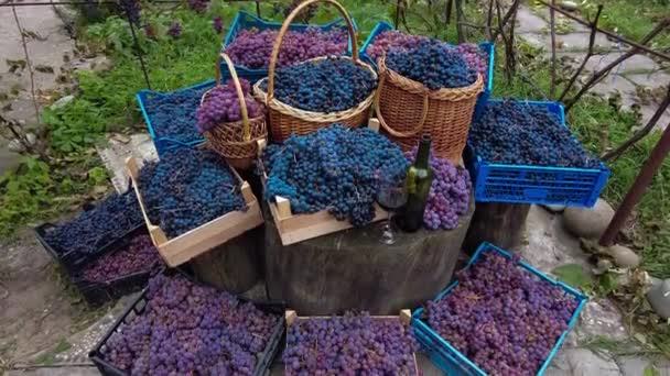 Cajas Cestas Llenas Uvas Diferentes Variedades Cosecha Uva Viñedo Familiar — Vídeo de stock