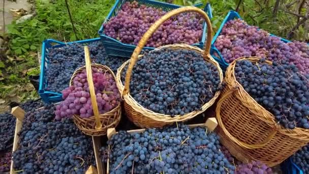 Cajas Cestas Llenas Uvas Diferentes Variedades Cosecha Uva Viñedo Familiar — Vídeo de stock