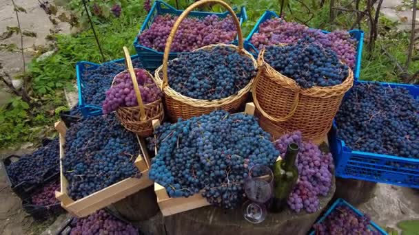 Cajas Cestas Llenas Uvas Diferentes Variedades Cosecha Uva Viñedo Familiar — Vídeo de stock