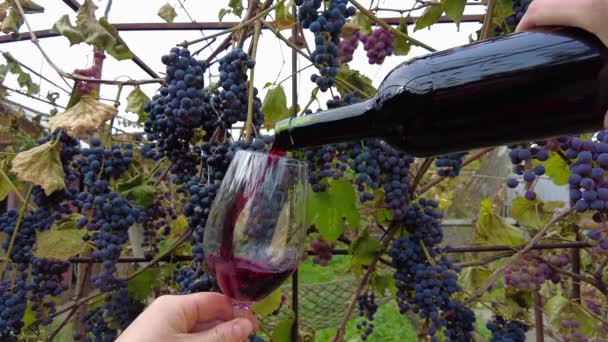 Weinlese Weinberg Sommelier Hände Gießen Rotwein Transparente Gläser Aus Grünen — Stockvideo