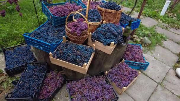 さまざまな品種のブドウでいっぱいの箱とバスケット 家族のブドウ畑でブドウの収穫 高品質4K映像 — ストック動画