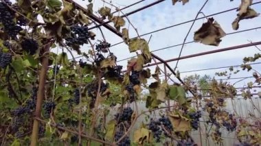 Üzüm bağında erkenci dondurmalar. Buzlu asmalar, yapraklar ve Pinot Noir üzümleri. Üzüm bağında üzüm hasadı. 