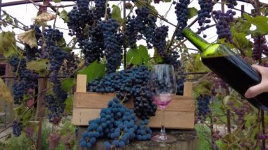 Üzüm bağında üzüm hasadı. Sommelier elleri yeşil şarap şişesinden şeffaf bardağa kırmızı şarap dolduruyor. Arka planda Pinot Noir üzümleri. 