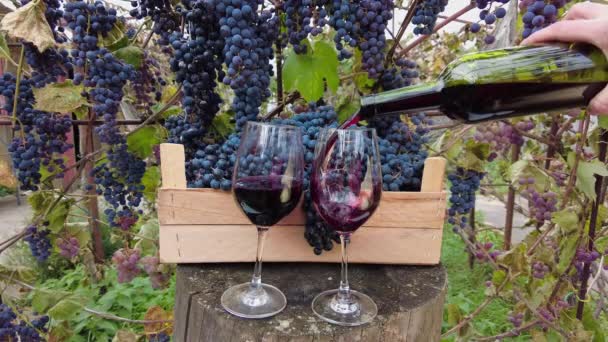 Szőlőszüret a szőlőskertben. Sommelier kezek vörösbort öntenek átlátszó üvegbe a zöld borosüvegből. Pinot Noir szőlő a háttérben. 