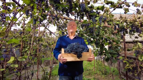 Grape Harvest Vineyard Happy Harvest Senior Farmer Viticulturist Holds Box — Stock Video
