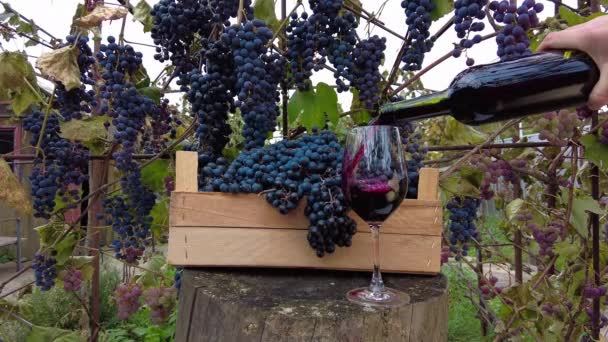 Druivenoogst Wijngaard Sommelier Handen Gieten Rode Wijn Transparant Glas Uit — Stockvideo