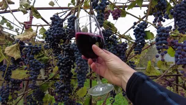 Colheita Uvas Vinha Sommeliers Mão Vira Vidro Transparente Vinho Tinto — Vídeo de Stock