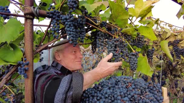 Colheita Uvas Vinha Fazendeiro Sênior Sorrindo Toca Cheque Corte Com — Vídeo de Stock