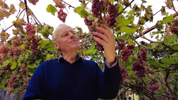 Récolte Raisin Dans Vignoble Fermier Âgé Souriant Touche Vérifie Coupe — Video