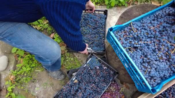 Colheita Uvas Vinha Produtor Vinho Sênior Coloca Uma Caixa Uvas — Vídeo de Stock