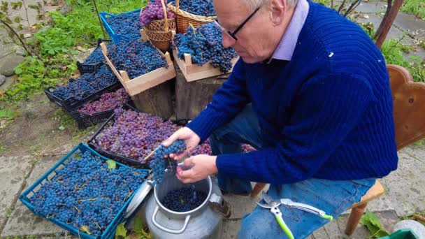 ブドウ畑でのブドウの収穫 シニア農家のワインメーカーは 小さな家族のワイナリーで伝統的な方法で束からブドウを分離します — ストック動画