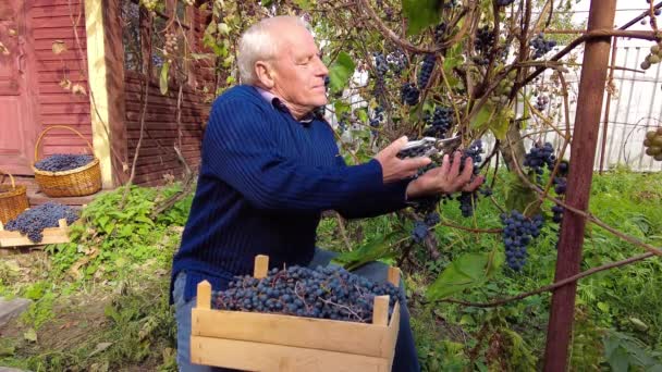 ブドウ畑でのブドウの収穫 笑顔のシニア農家のタッチ チェック およびプルンブラックのブドウの束でカット 背景にピノ ノワールのブドウ — ストック動画