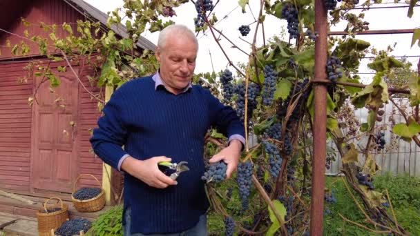 Colheita Uvas Vinha Fazendeiro Sênior Sorrindo Toca Cheque Corte Com — Vídeo de Stock