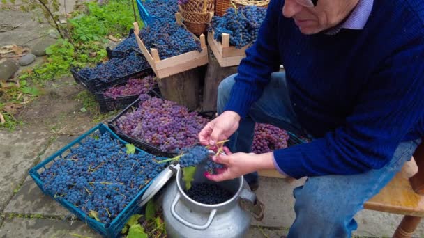 Cosecha Uva Viñedo Enólogo Agricultor Senior Separa Las Uvas Racimo — Vídeo de stock