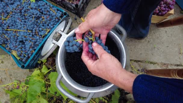 葡萄园里的葡萄收获 在小家庭酿酒厂 资深酿酒师用传统方法将葡萄与葡萄分开 — 图库视频影像