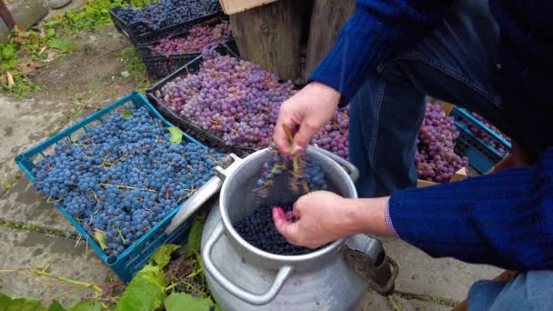 Cosecha Uva Viñedo Enólogo Agricultor Senior Separa Las Uvas Racimo — Vídeo de stock