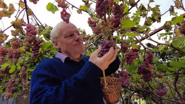 Colheita Uvas Vinha Fazendeiro Sênior Sorrindo Toca Cheque Corte Com — Vídeo de Stock