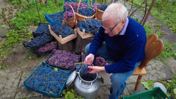 Cosecha Uva Viñedo Enólogo Agricultor Senior Separa Las Uvas Racimo — Vídeo de stock