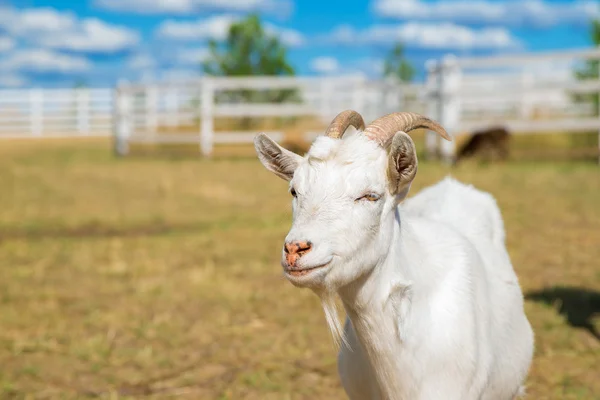 Funny portrait of a smiling goat with a blue sky in the backgrou — Stock Photo, Image