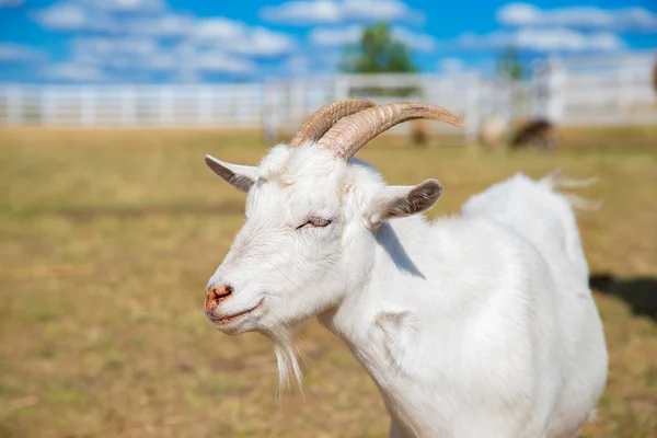 れたら、青い空と笑みを浮かべてヤギの面白い肖像画 — ストック写真