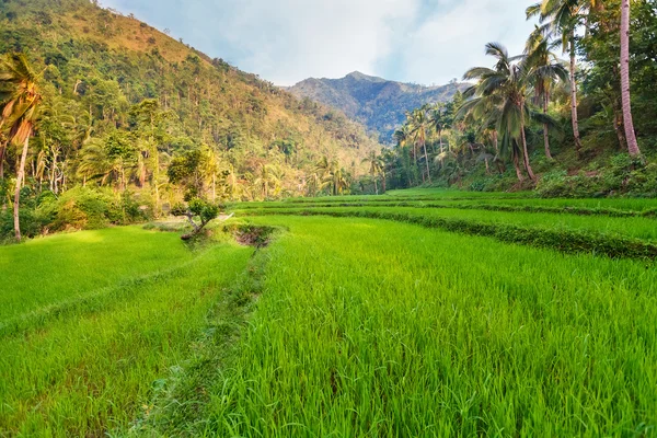 Рисовые поля на террасах Филиппин. Рисовые поля — стоковое фото