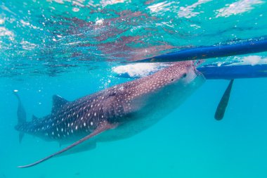  dev bir balina köpekbalığı (rhincodon typus sualtı çekimi) 