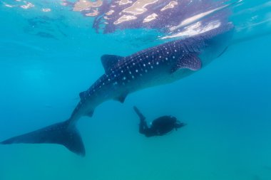  dev bir balina köpekbalığı (rhincodon typus sualtı çekimi) 