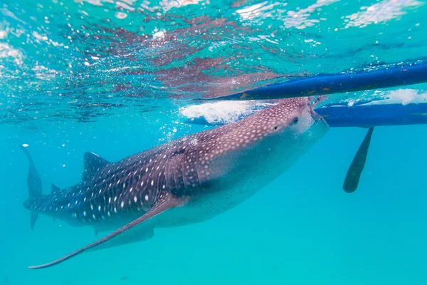 Sparatoria subacquea di giganteschi squali balena (Rhincodon typus ) — Foto Stock