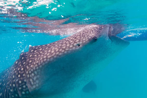 Sparatoria subacquea di giganteschi squali balena (Rhincodon typus ) — Foto Stock