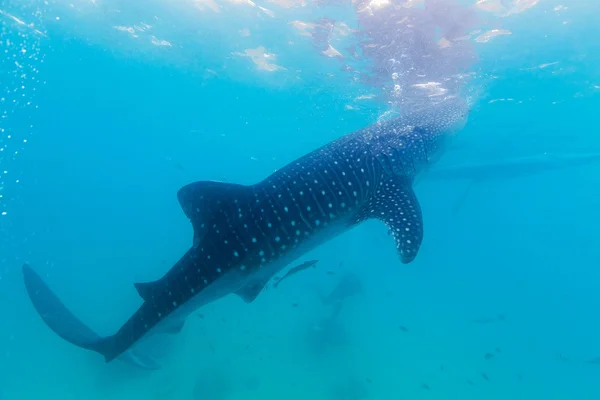 Podvodní natáčení obří žraloci (rhincodon typus) — Stock fotografie