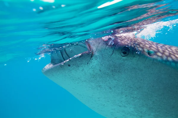 Brote submarino de un tiburón ballena gigante (Rhincodon typus ) — Foto de Stock