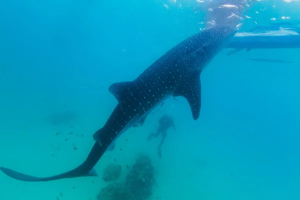 Sparatoria subacquea di giganteschi squali balena (Rhincodon typus ) — Foto Stock
