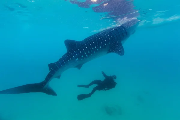 Podvodní natáčení obří žraloci (rhincodon typus) — Stock fotografie