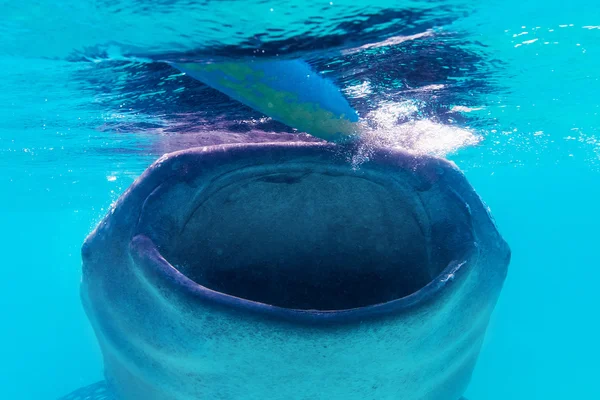 Brote submarino de un tiburón ballena gigante (Rhincodon typus ) — Foto de Stock