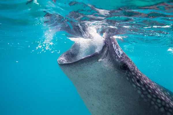 Sparatoria subacquea di giganteschi squali balena (Rhincodon typus ) — Foto Stock